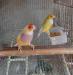 Adult Gouldian Finch for sale at Mirpur-1